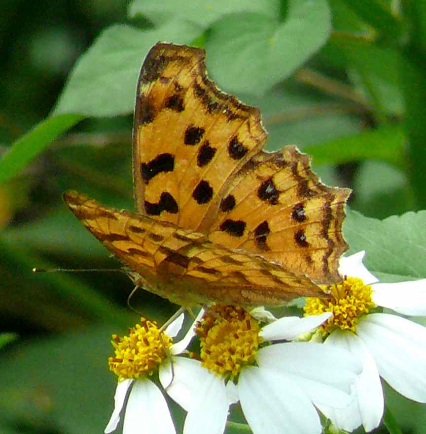 Polygonia c-aureum lunulata Polygonia c-aureum lunulata